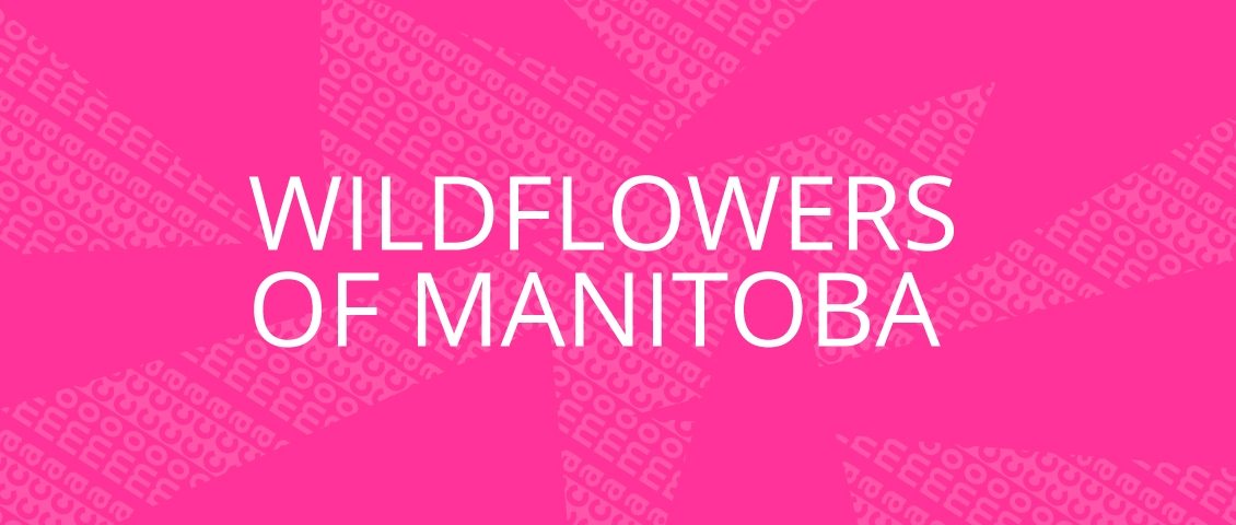 Wildflowers of Manitoba
